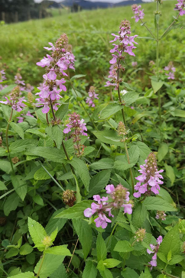 Stachys palustris